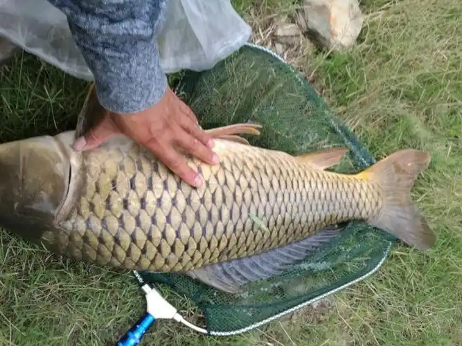 张兴快精彩2018野钓之(三)白龙湖钓获二十多斤大鲤鱼