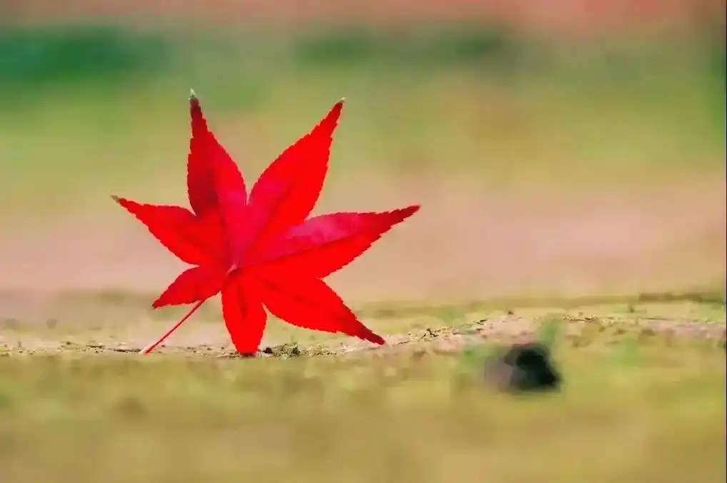 一缕秋风,一片红叶,一季清秋,一段思念93枫叶#定格美好瞬间 - 抖音