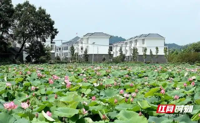 栖凤渡荷花美,庄门村采莲忙