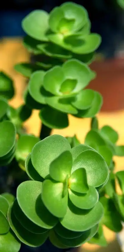 金钱木叶子怎么养能长的宽大