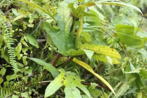 一分钟让你了解三指毛桃的药用功效!