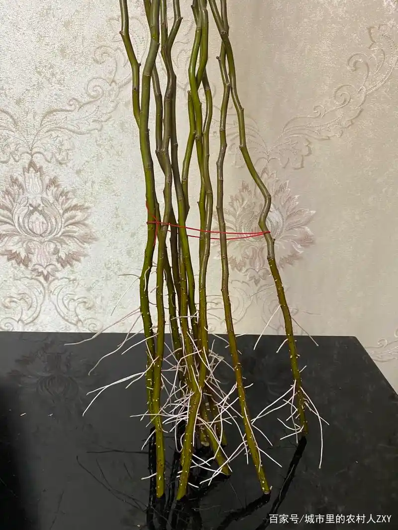 适合水培的龙柳