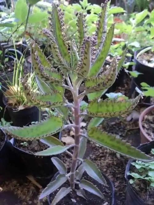 落地生根花(落地生根花怎么养)