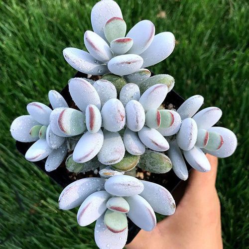 胖嘟嘟乒乓福娘老桩多肉植物群生多头肉肉阳台盆栽绿植花卉防辐射