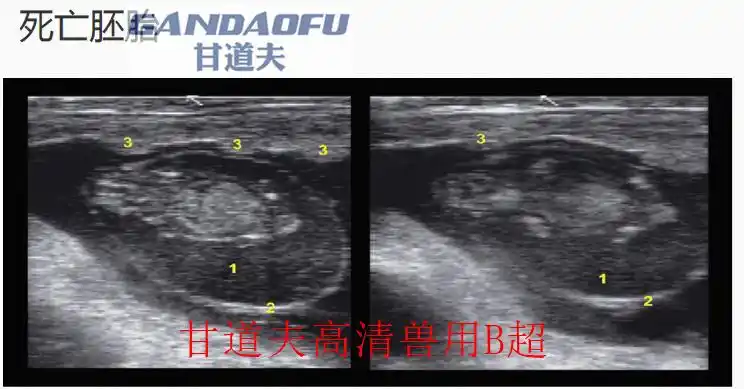 无线兽用b超牛用b超在牧场育种改良中的作用_母牛_疾病_子宫