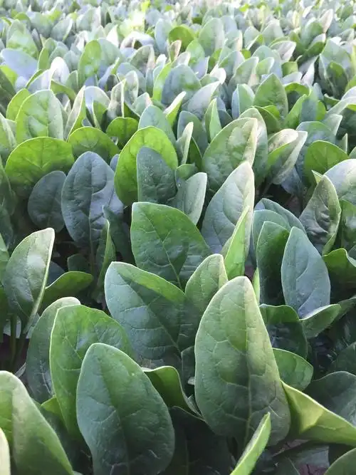 赫恩思(天津)种子有限公司 ——专业高端进口菠菜品种