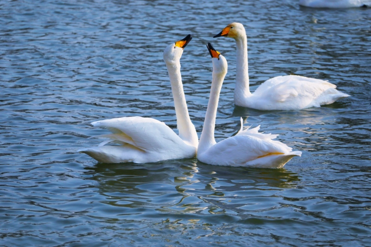 【图说新疆】新疆库尔勒:孔雀河上演"天鹅之恋"