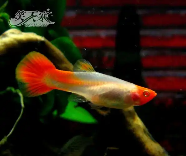 鸿运当头 - 河北鱼友俱乐部 - cta南美水族