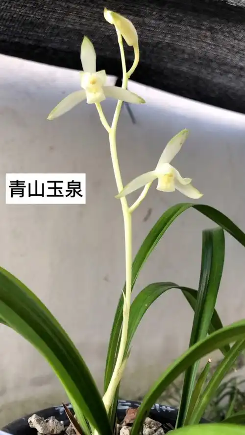 建兰经典品种-青山玉泉