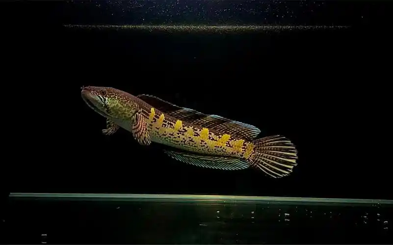 黄金眼镜蛇雷龙喂食泥鳅段