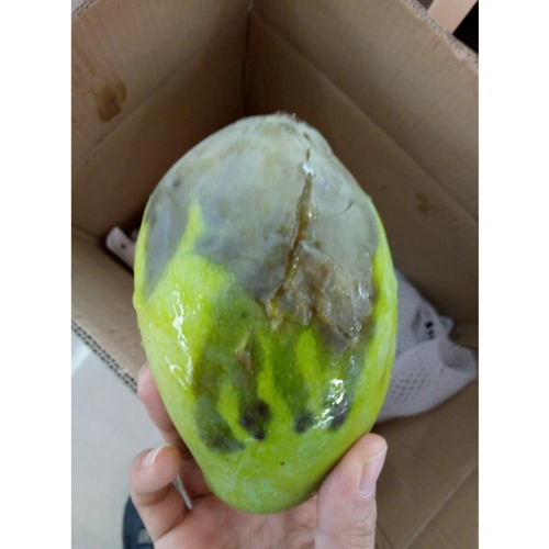 【坏果包赔】新鲜水果好吃越南青芒芒果5斤装