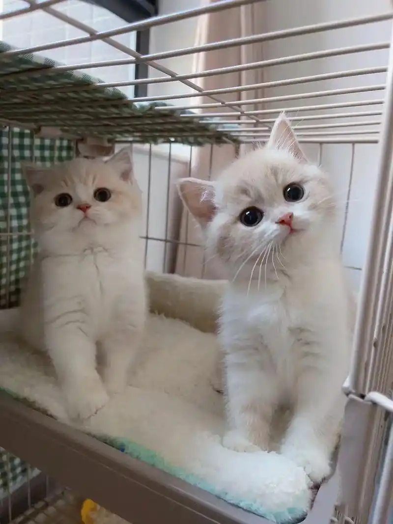 英短乳白找新家庭