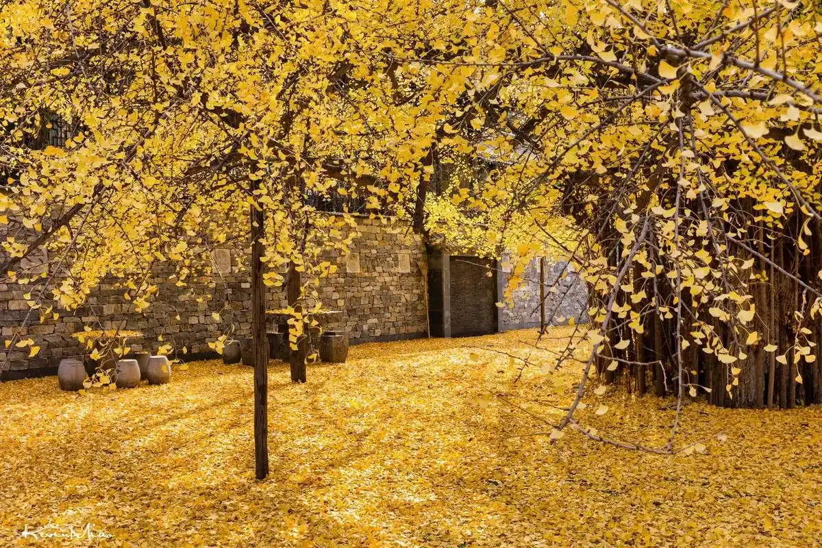 壁纸 风景 森林 桌面 1920_1280