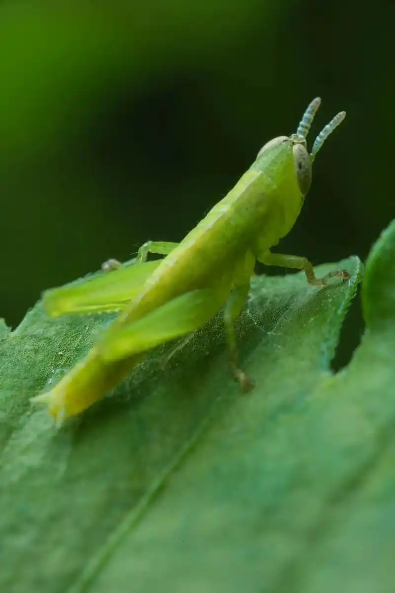 草蜢.草蜢,无脊椎动物,昆虫纲,直翅目,蜢科,棒角蜢亚科昆虫 - 抖音
