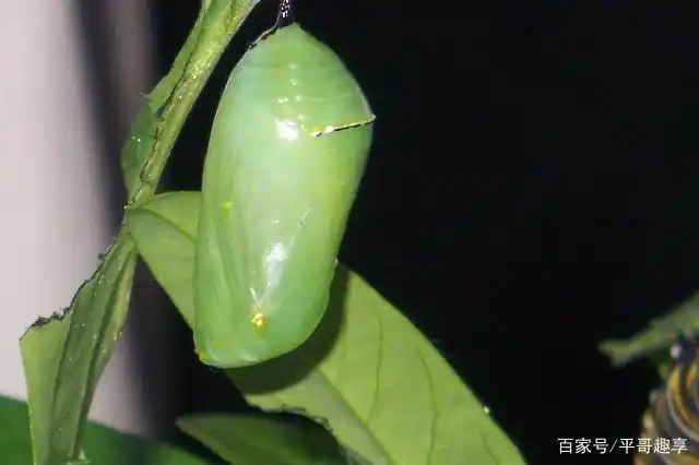 毛毛虫结茧状态