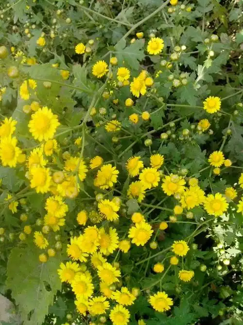 记得我们那里有一个养鸡场,每年野菊开放的时候鸡场里的工人们就会到