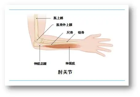 运动宝典之三网球肘的防治