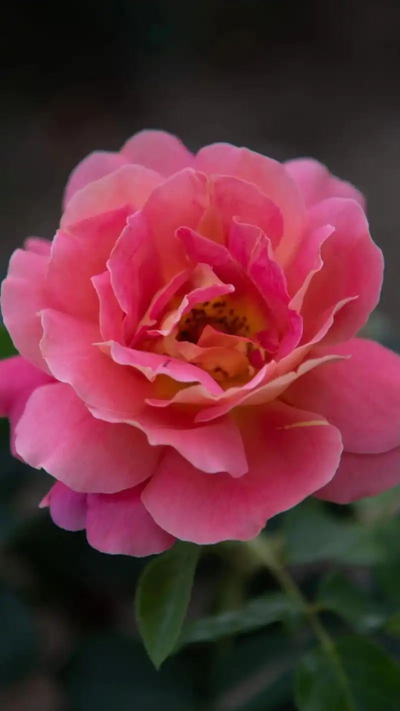 月季花盛开,形似玫瑰而非.#月季 #玄武湖 #摄影  - 抖音