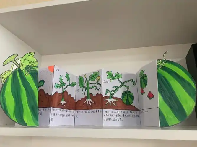 自制绘本西瓜的生长