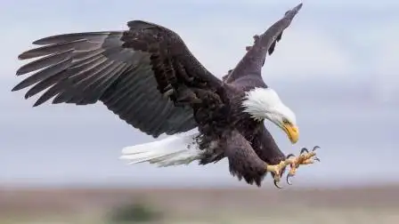 饲养员介绍鹦鹉,突然一只老鹰俯冲而下,下一秒女子的反应暖心了