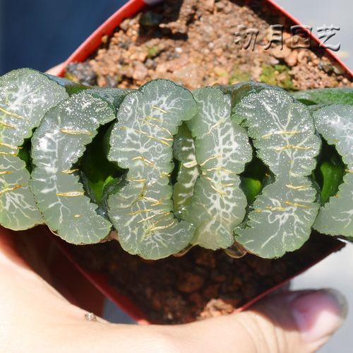 广重玉扇 初月园艺 広重经典铭品瓦苇十二卷多肉植物  有一物一拍