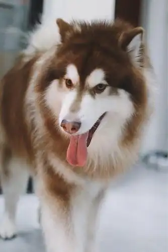3岁的阿拉斯加雪橇犬大帅哥一枚