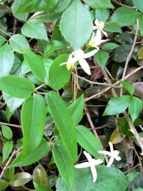 威灵仙来源产地《中药大辞典》为毛莨科植物威灵仙的根.