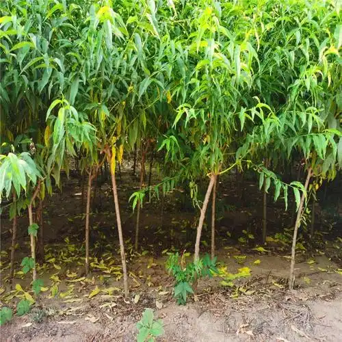 【盆栽地栽树苗】盆栽地栽树苗价格_盆栽地栽树苗批发-b2b采购批发网|