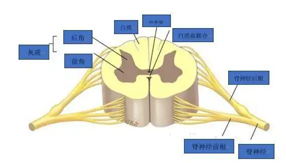 干货丨脊髓的解剖和运动定位