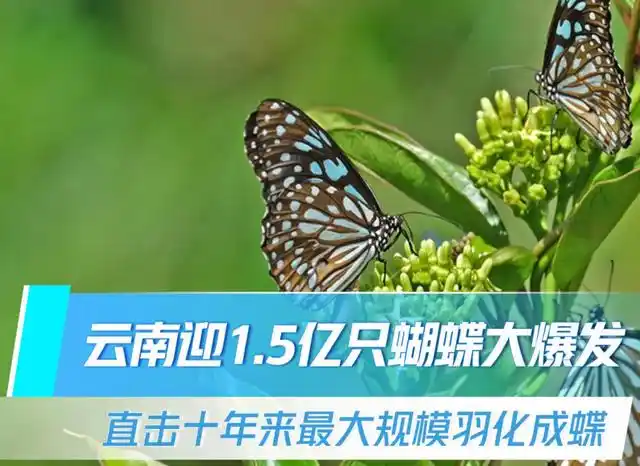 5亿只!云南迎10年来最大规模蝴蝶爆发,为什么?