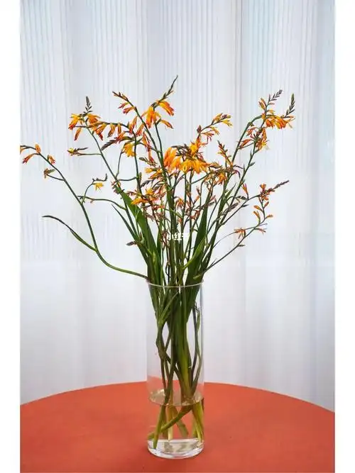 就是绿化带上的品种做切花也很有气质尤其适合复古系软装空间#鲜切花