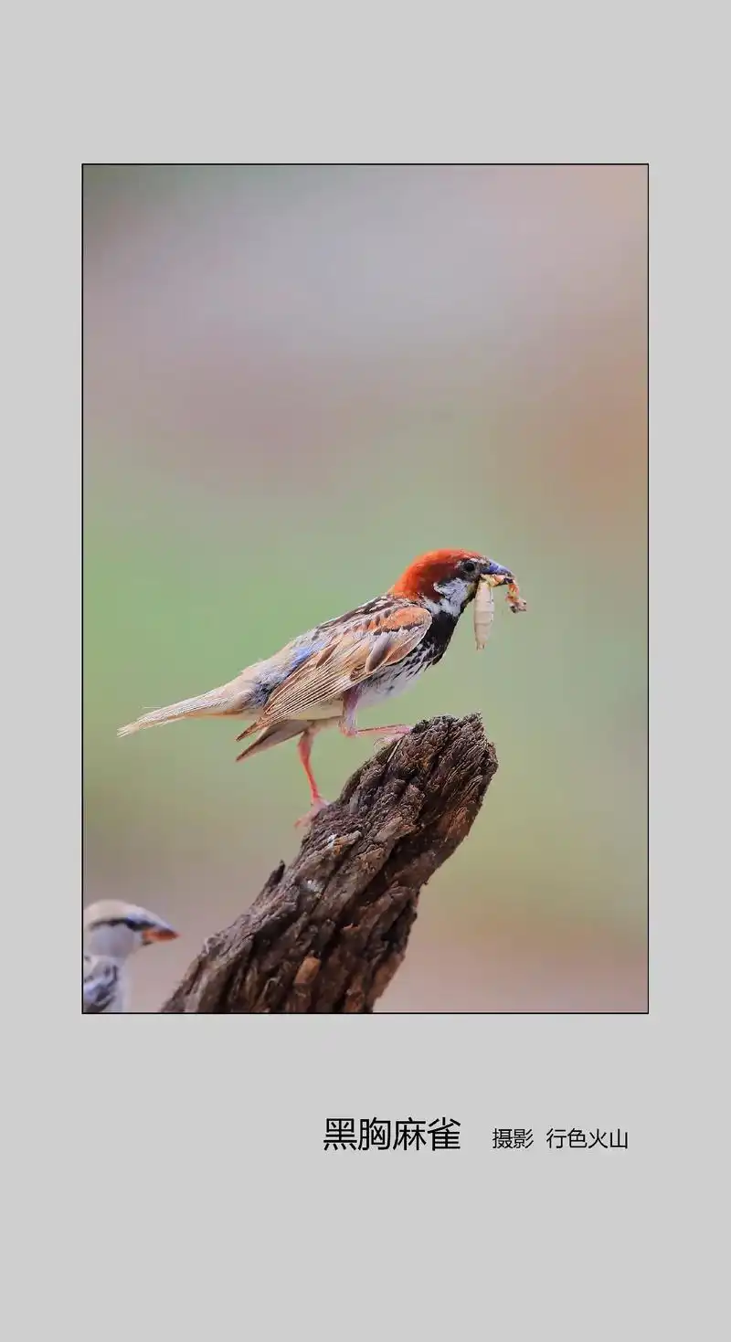 黑胸麻雀新疆亚种是比较珍惜罕见的麻雀种类.