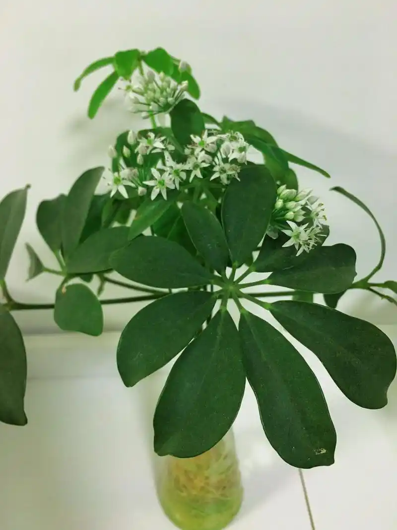 鸭脚木开花啦98