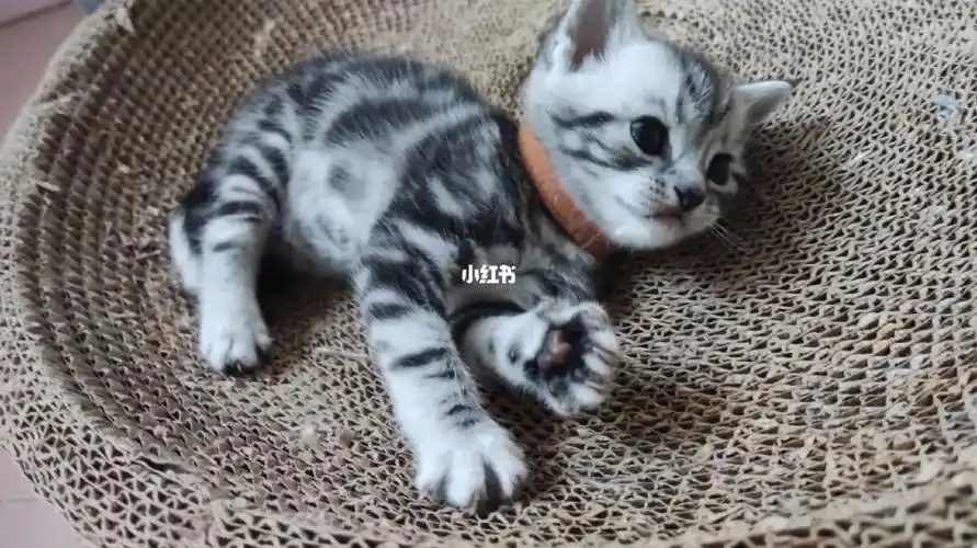 美短虎斑标斑找新家啦