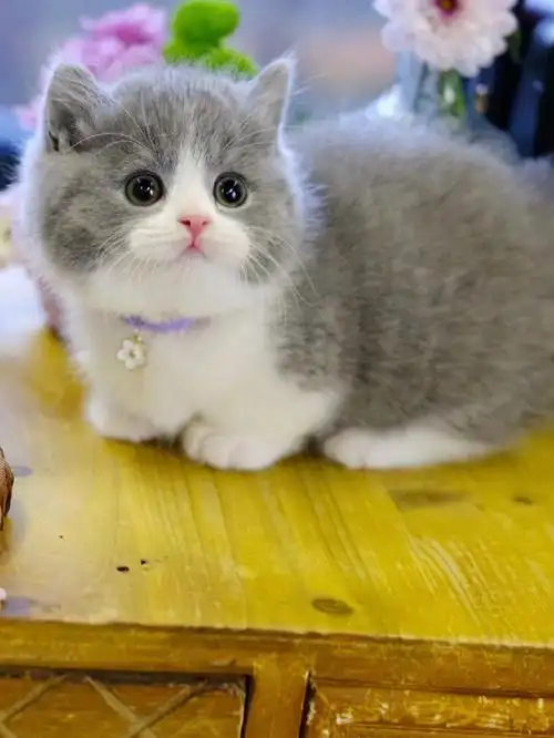 精品蓝白曼基康矮脚猫曼赤肯短腿猫