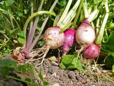 根茎类蔬菜照片