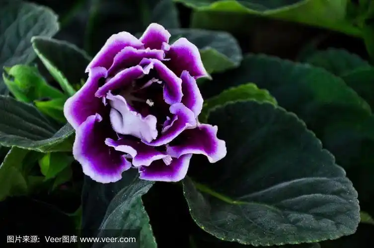 大岩桐,泰国,仅一朵花,紫色,午夜