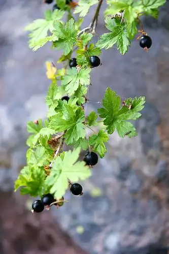 blackcurrant | flickr – 相片分享!