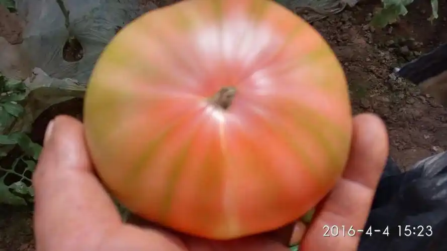 西红柿筋腐病用什么药治