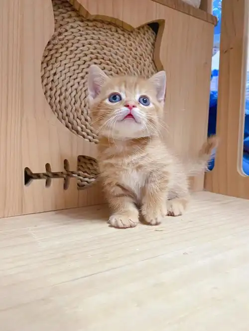 红虎斑曼基康矮脚猫小短腿找家长有偿领养