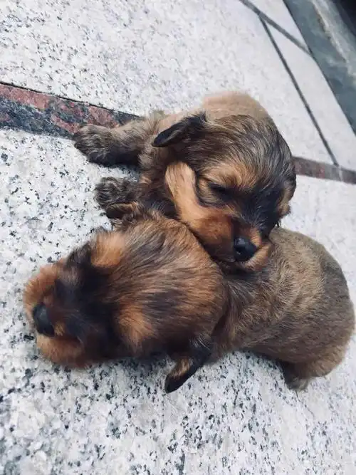 泰迪串串免费送