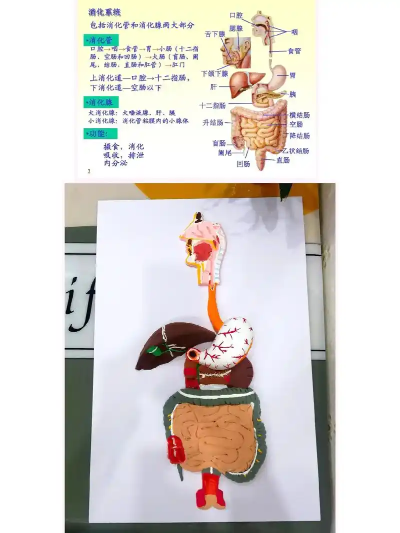 手工diy #闺女暑假作业 #粘土手工 #消化系统 晒晒大 - 抖音