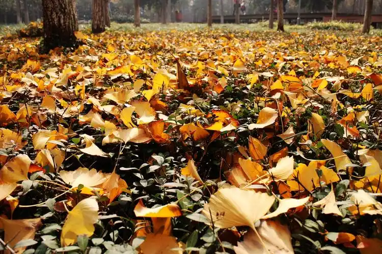 落叶对树的情怀