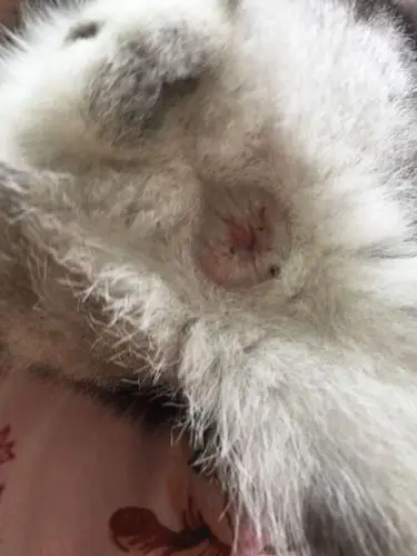 我家猫咪肛门有白色疙瘩的增生请大神帮忙看一下是什么病