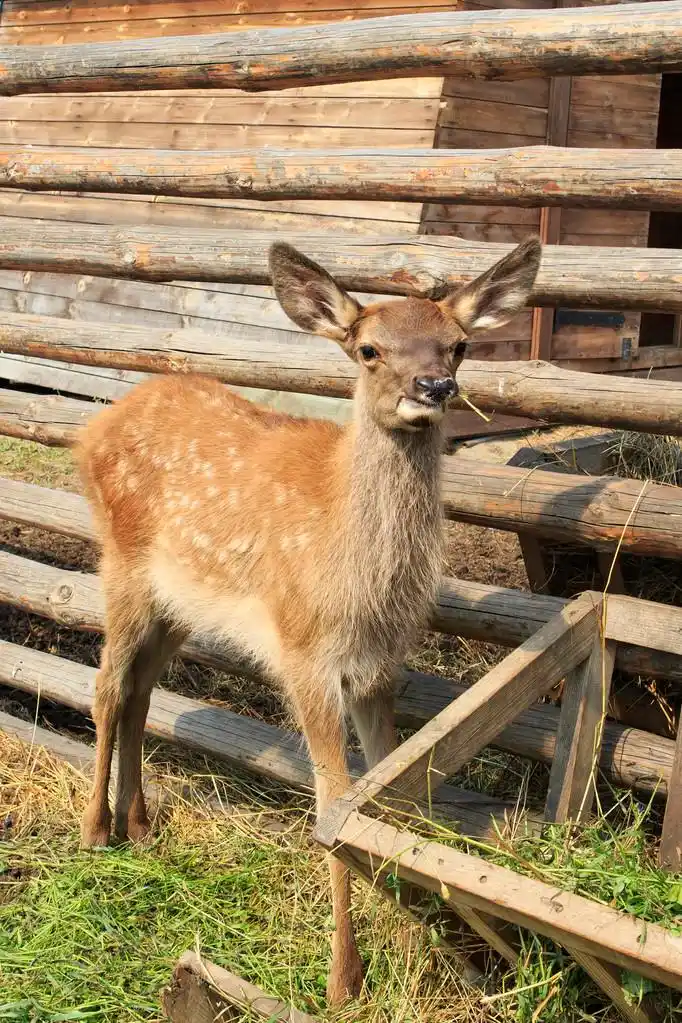有趣的婴儿在马鹿的围栏里.