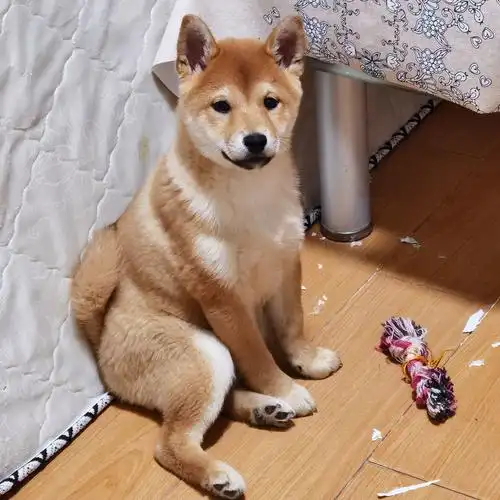 求大神帮忙看看是我的柴犬是串串吗?