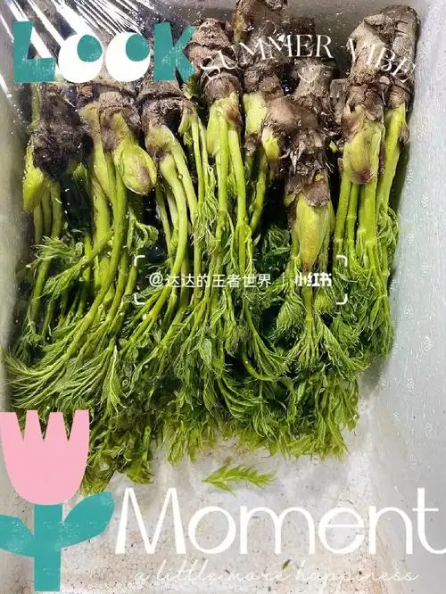 家乡的山野菜  #健康绿色  #绿色食品  #纯天然绿纱笠野菜大全马蹄