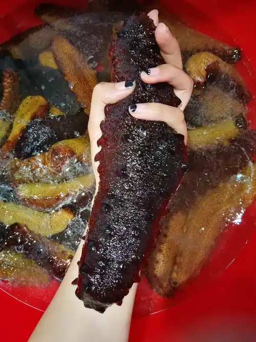 野生海参和养殖海参的区别