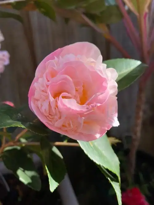 墨尔本的茶花季