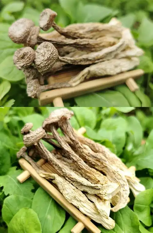 云南鹿茸菇特级干货500g正宗鹿茸菌2021新鲜食用菌菇蘑菇香菇